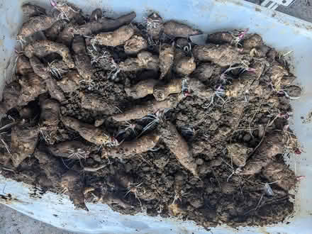 Photo of free Jerusalem Artichoke (Crewkerne) #1