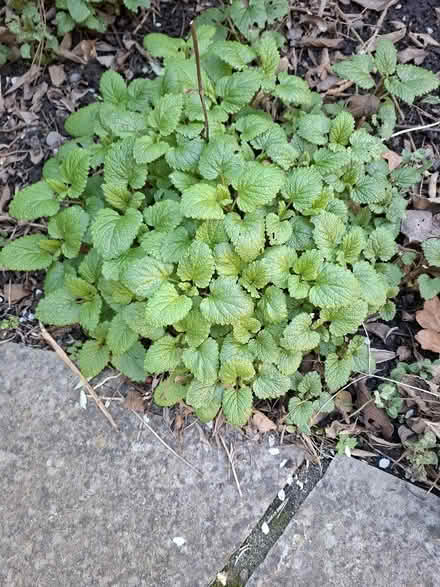 Photo of free Lemon Balm (Panshanger AL7) #1