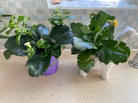 Photo of free Plants x 2 (Locks Heath SO31) #1