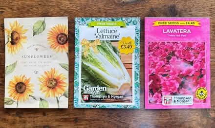 Photo of free Sunflower, lettuce & lavatera seeds (East Marden) #1