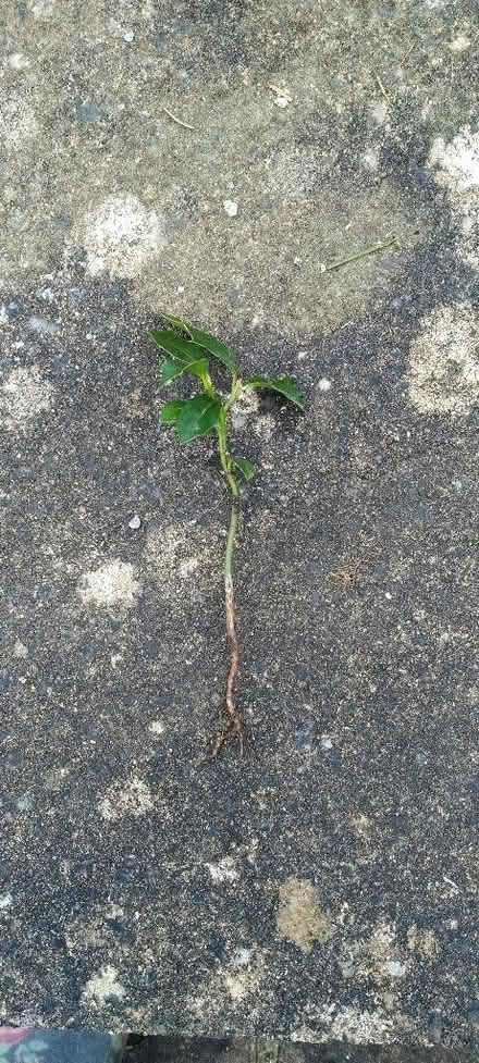 Photo of free Holly seedling (Kennington OX1) #1
