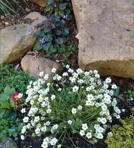 Photo of free Saxifraga Limerock (Morden SM4) #4