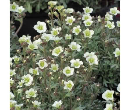 Photo of free Saxifraga Limerock (Morden SM4) #3