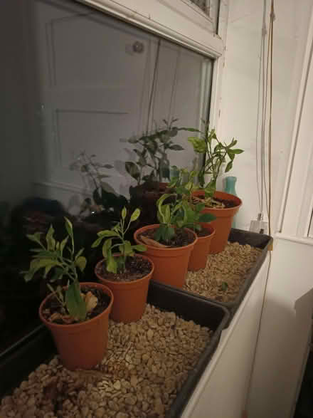 Photo of free Lemon plants. (Northway OX3) #2