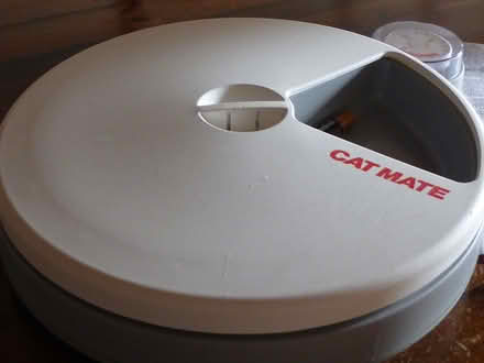 Photo of free cat mate (Bexleyheath DA6) #3