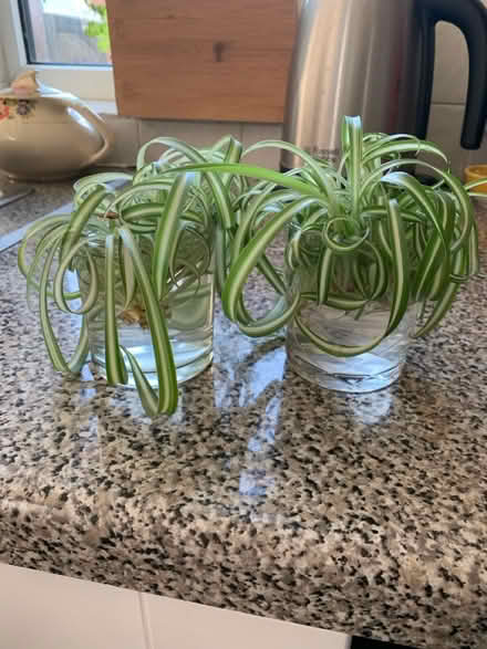 Photo of free Spider plant cuttings (BR3 Elmers End) #1