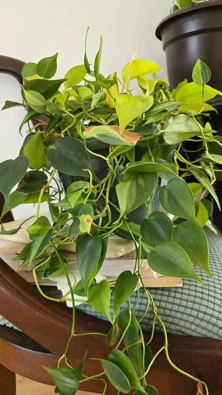 Photo of free Philodendron (Forest Glen) #1