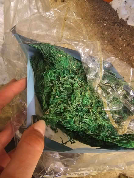 Photo of free Decorative moss (Bromham MK43) #1