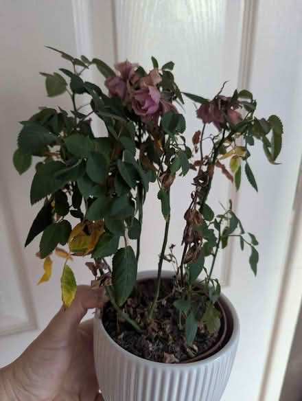 Photo of free Pink miniature Rose plant (Shippon OX13) #2