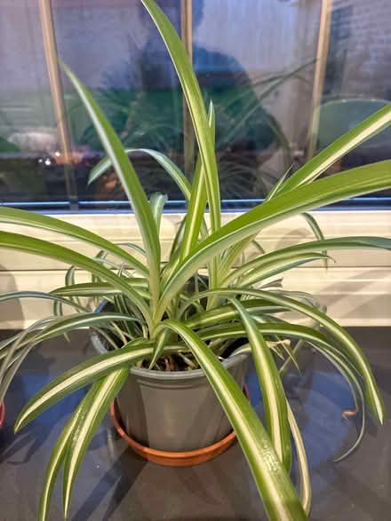 Photo of free Small spider plant (Kennington OX14) #1