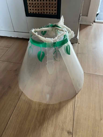 Photo of free Dog cone (Bromsgrove B61) #1