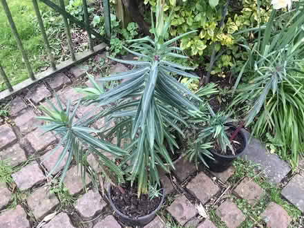 Photo of free Euphorbia Lathyris seedlings (Tring HP23) #1