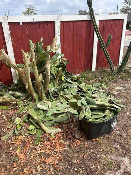 Photo of free Prickly pear, cactus (East Deltona) #1
