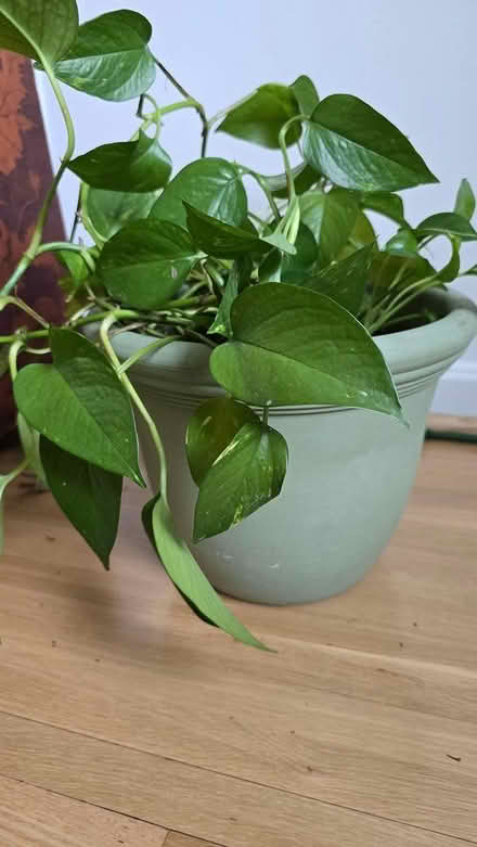 Photo of free Large pot of pothos (Forest Glen) #1