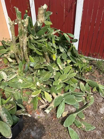 Photo of free Prickly pear, cactus (East Deltona) #2