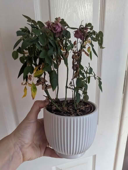 Photo of free Pink miniature Rose plant (Shippon OX13) #1