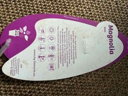 Photo of free Magnolia 1m tall (Walton-on-Thames KT12) #2