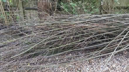 Photo of free Willow for garden sculpture? (Finchampstead RG40) #1