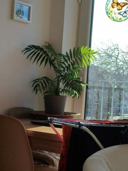 Photo of free Foster Home (Grace Mount EH16) #1