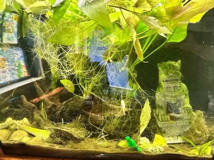 Photo of free 20g fish tank and (2)cube tanks (Scottdale/Avondale) #3