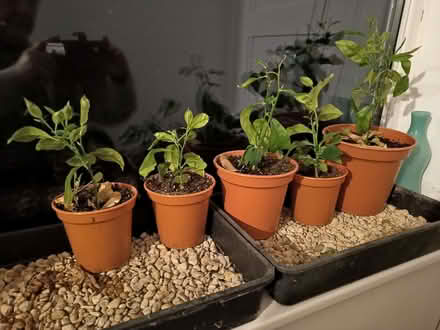 Photo of free Lemon plants. (Northway OX3) #1