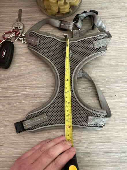 Photo of free Grey puppy harness (Beaconside ST16) #2