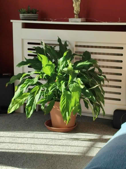 Photo of free Needs a Foster Home (Grace Mount EH16) #1