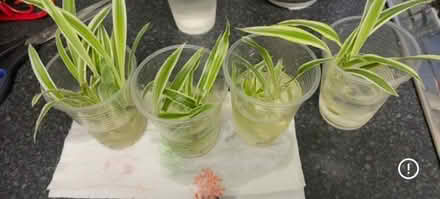 Photo of free Rooted spider plants (Brentford TW8) #1