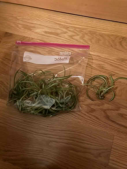Photo of free Spider plant pups (Haller Lake) #1