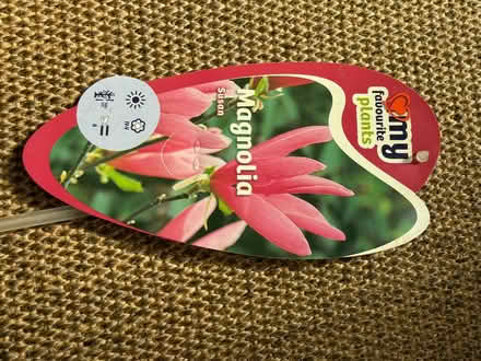 Photo of free Magnolia 1m tall (Walton-on-Thames KT12) #3