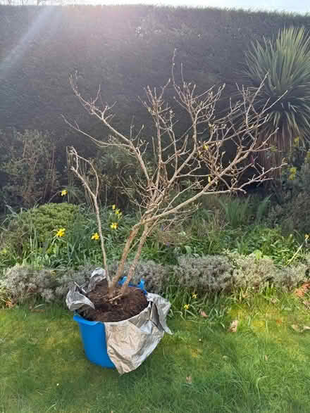 Photo of free Magnolia 1m tall (Walton-on-Thames KT12) #1