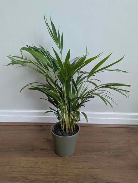Photo of free House plant with pot (Rawdon LS19) #1