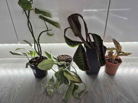 Photo of free House plants (Tytherington SK10) #1
