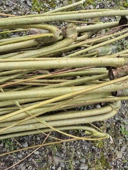 Photo of free Willow branches (Forest Wood LD8) #2