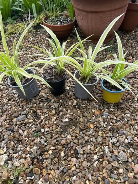 Photo of free Spider plants (Pontypool) #1