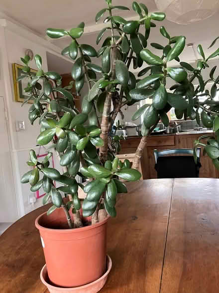 Photo of free Money tree plants (Huish Episcopi, Langport) #2