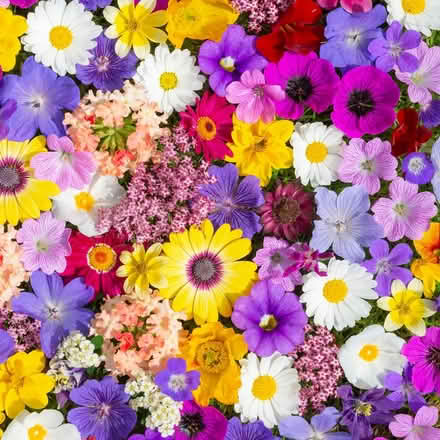 Photo of Flowers (Student Film) (St Paul's, Cheltenham) #1