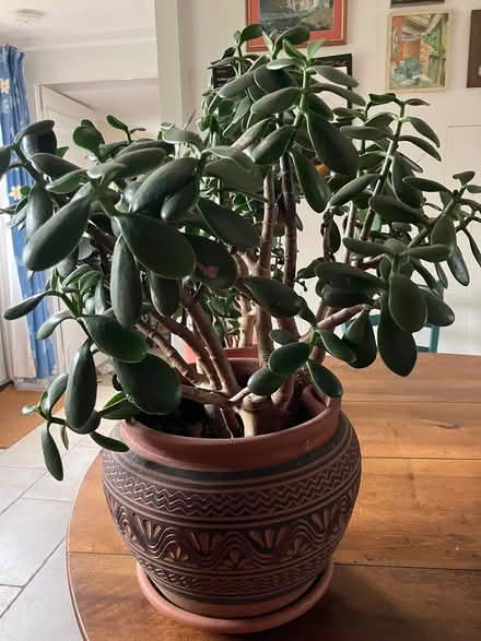 Photo of free Money tree plants (Huish Episcopi, Langport) #1
