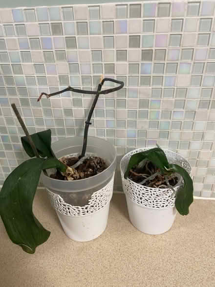 Photo of free Orchids x 2 (Locks Heath SO31) #1