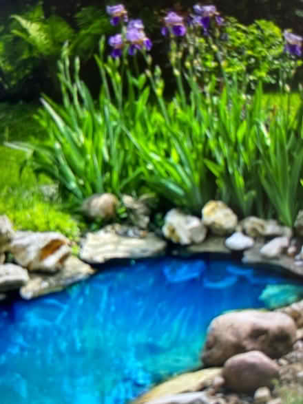 Photo of Garden Pond items (Matlock DE4) #1