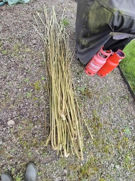 Photo of free Willow branches (Forest Wood LD8) #1