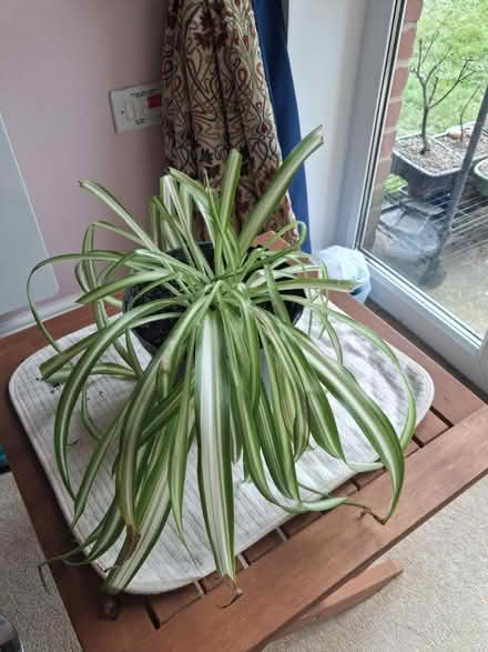 Photo of free Spider plant (Roffey, Horsham) #1