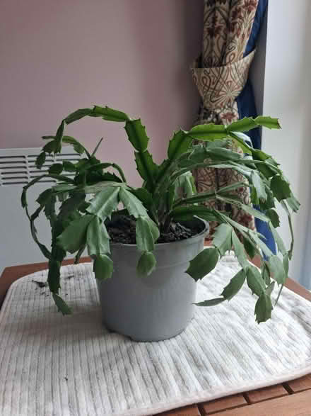Photo of free Christmas Cacti (Roffey, Horsham) #2
