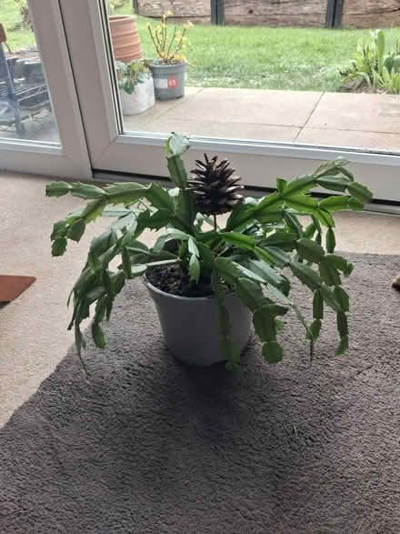 Photo of free Christmas Cacti (Roffey, Horsham) #1