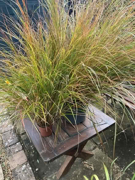 Photo of free ‘Prairie’ grasses (Worthing BN11) #1