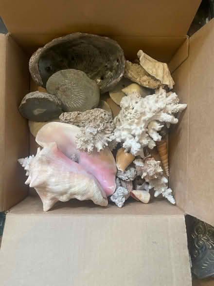Photo of free Shells,etc (UVillage area) #1