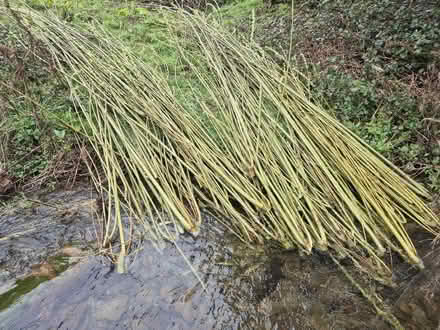 Photo of free Willow branches (Forest Wood LD8) #3