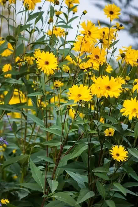 Photo of free Tall Perennial Helianthus Plants (Llandrindod LD1) #1
