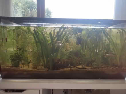 Photo of free Fish tank (Gaerwen LL60) #1
