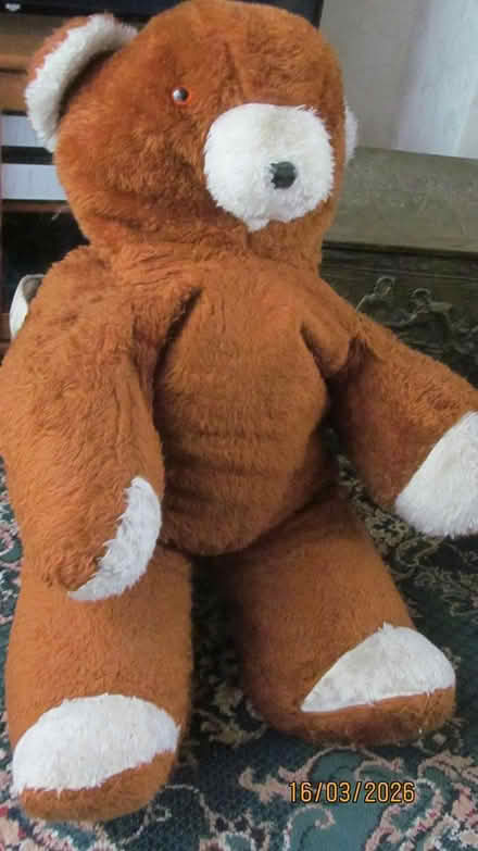 Photo of free Brown Bear (didsbury M20) #2